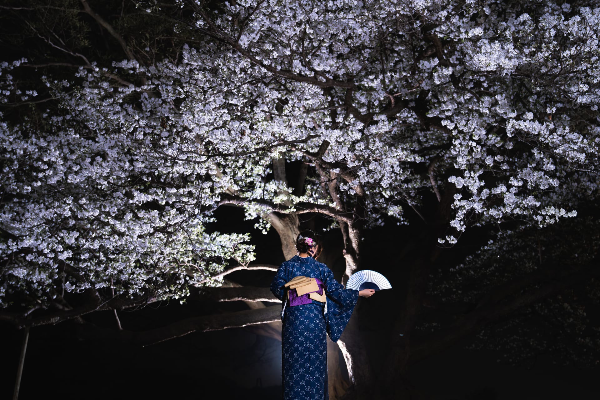 夜桜と扇