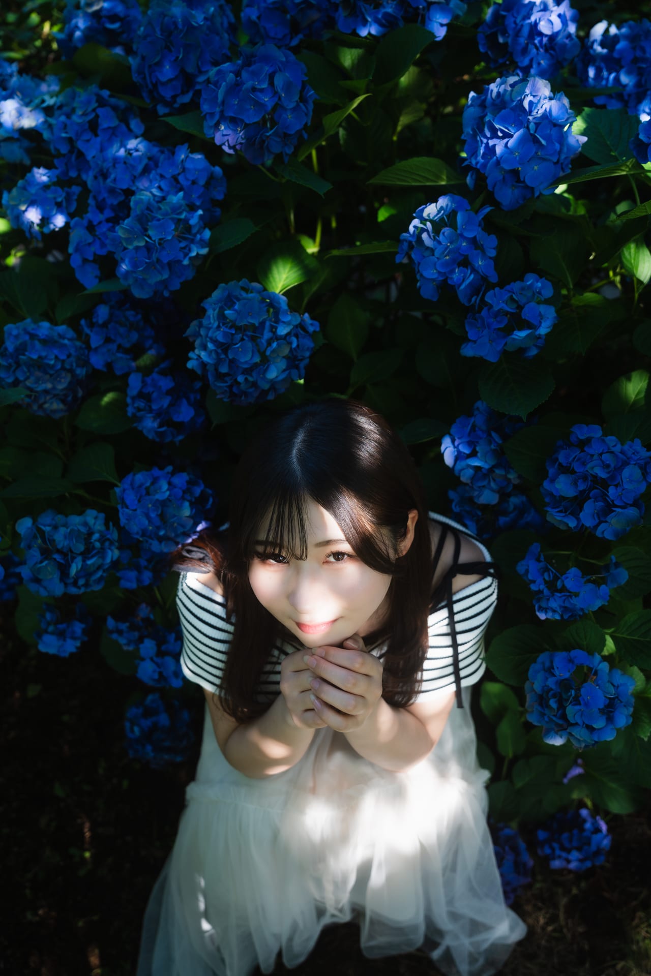 紫陽花の海