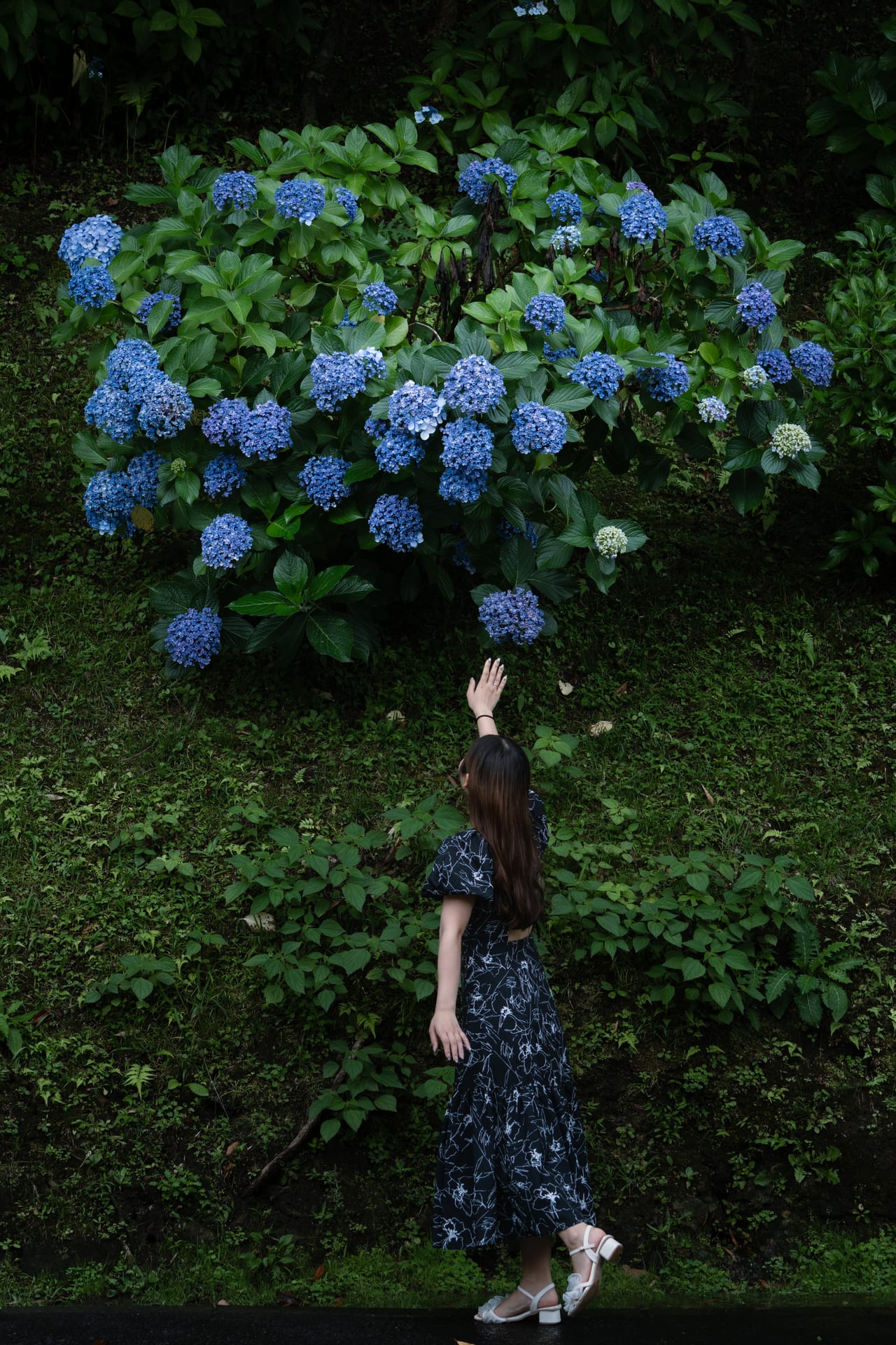 紫陽花に届け